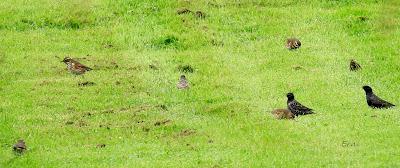 ALGUNOS PAJARILLOS AVISTAN MUY CERCANA LA LLEGADA DE LA PRIMAVERA