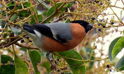 ALGUNOS PAJARILLOS AVISTAN MUY CERCANA LA LLEGADA DE LA PRIMAVERA