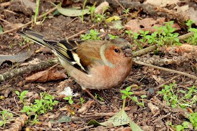 ALGUNOS PAJARILLOS AVISTAN MUY CERCANA LA LLEGADA DE LA PRIMAVERA