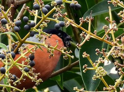 ALGUNOS PAJARILLOS AVISTAN MUY CERCANA LA LLEGADA DE LA PRIMAVERA