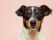 Cuidados necesita mascota