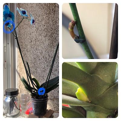 💐 Orquídeas 🪷 💐 Orquídeas 🪷