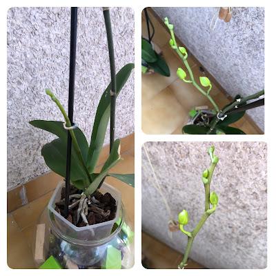 💐 Orquídeas 🪷