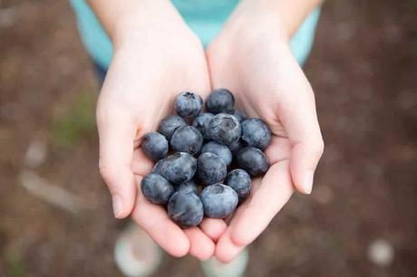 Arándanos del lago Catherine