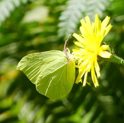 Mariposas cleopatra y limonera, fenología en 2022