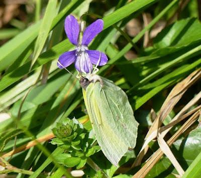 Mariposas cleopatra y limonera, fenología en 2022