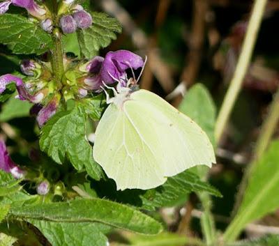 Mariposas cleopatra y limonera, fenología en 2022