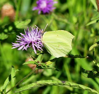 Mariposas cleopatra y limonera, fenología en 2022