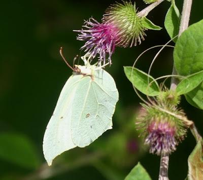 Mariposas cleopatra y limonera, fenología en 2022