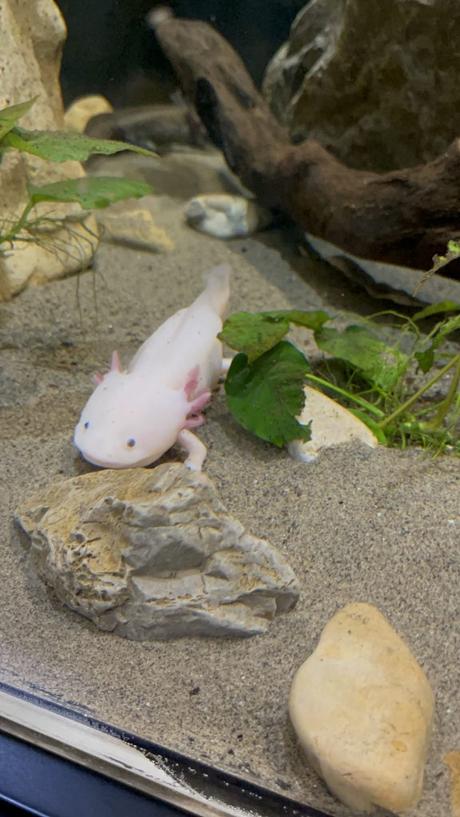 Qué hacer con niños en Gijón  http://www.lalupaviajera.com/
