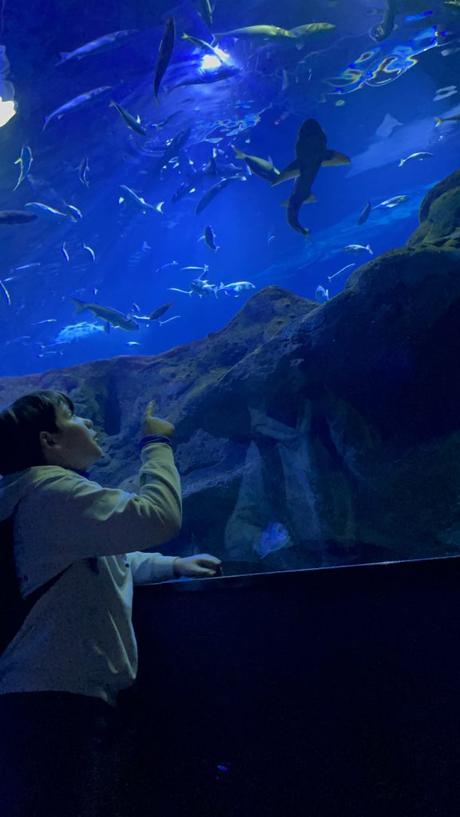 Acuario de Gijón, La lupa viajera