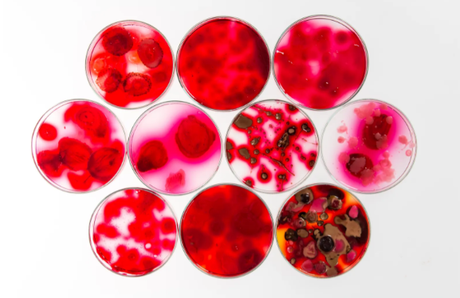 Canibalismo sintetizado: ¿qué tiene de malo comer carne humana de laboratorio?