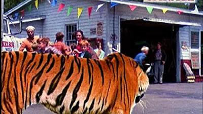 TIGRE SE ESCAPA (A TIGER WALKS) (USA, 1964) Aventuras