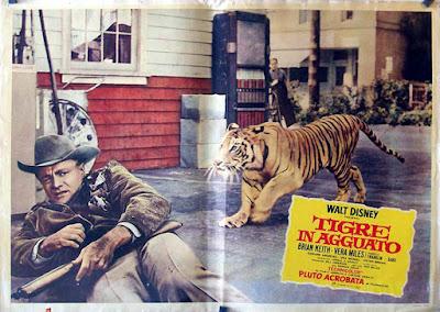 TIGRE SE ESCAPA (A TIGER WALKS) (USA, 1964) Aventuras
