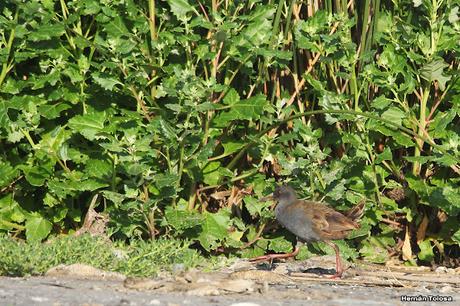 Laguna de Lobos (enero 2023)