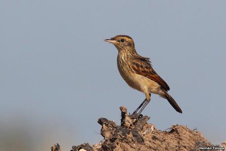 Laguna de Lobos (enero 2023)