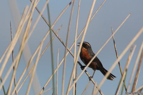 Laguna de Lobos (enero 2023)