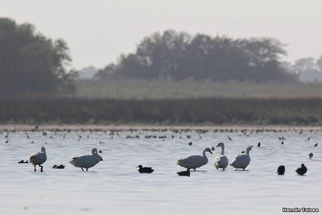 Laguna de Lobos (enero 2023)