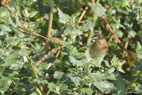 Laguna de Lobos (enero 2023)