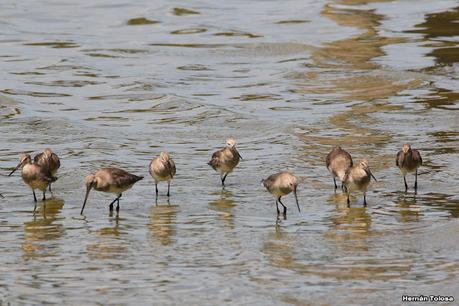 Laguna de Lobos (enero 2023)
