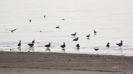 Laguna de Lobos (enero 2023)