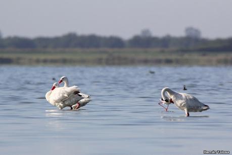 Laguna de Lobos (enero 2023)