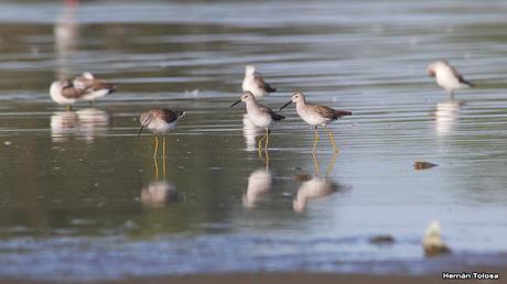 Laguna de Lobos (enero 2023)