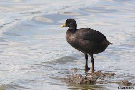 Laguna de Lobos (enero 2023)