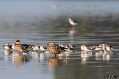 Laguna de Lobos (enero 2023)