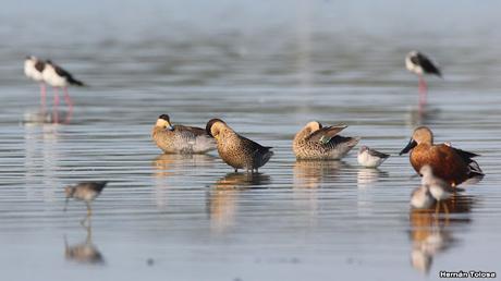 Laguna de Lobos (enero 2023)
