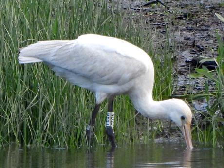 Una joven y atractiva turista holandesa visita el estuario del Miño