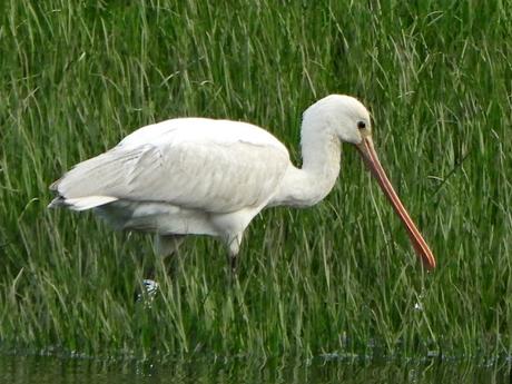 Una joven y atractiva turista holandesa visita el estuario del Miño