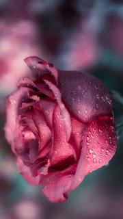 5.380 - ERA UNA ROSA...