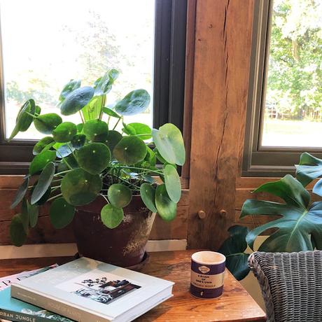 La planta de moda...