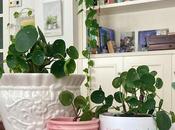 planta moda...