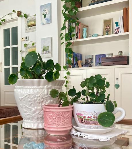 La planta de moda...