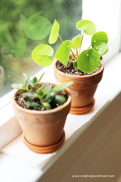 La planta de moda...