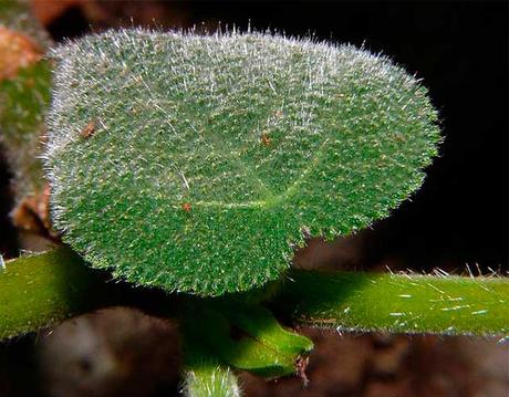 planta que puede matar del dolor