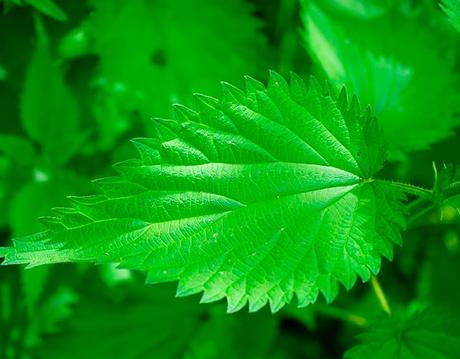 planta que puede matar del dolor