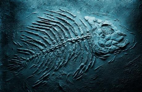La vida marina floreció solo un millón de años después de la 'Gran Muerte'