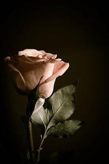 5.382 - PEQUEÑA FLOR...