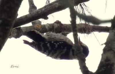 PICO MENOR Y EXCURSIONES A LA CARTA