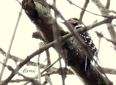 PICO MENOR Y EXCURSIONES A LA CARTA
