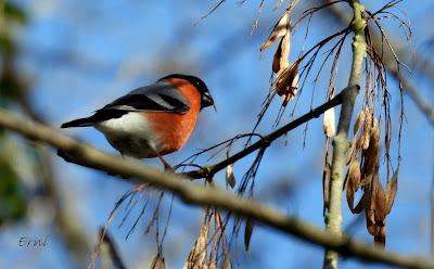 PICO MENOR Y EXCURSIONES A LA CARTA