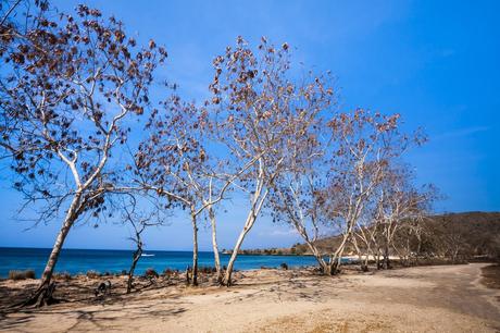 25 mejores cosas que hacer en Lombok (Indonesia) 25 mejores cosas que hacer en Lombok (Indonesia)