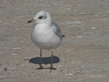 Gaviotas cabecinegra