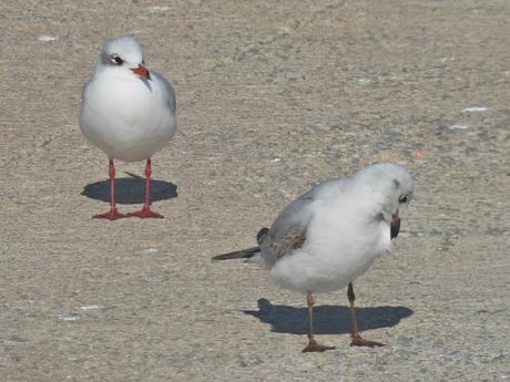 Gaviotas cabecinegra