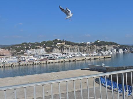 Gaviotas cabecinegra
