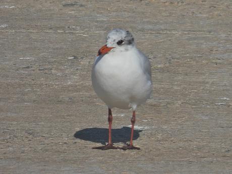 Gaviotas cabecinegra