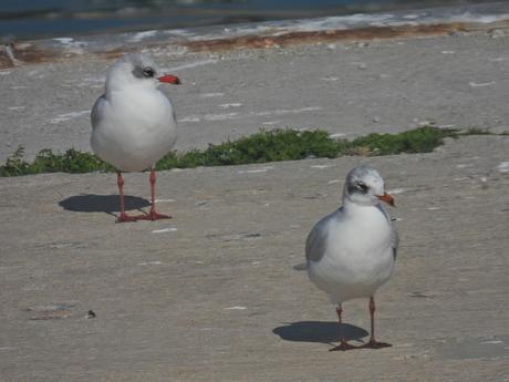 Gaviotas cabecinegra